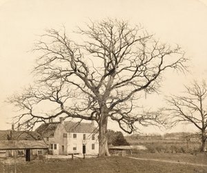 Roble (en invierno) Friars Oak, Clayton, Sussex, 1860 de English Photographer